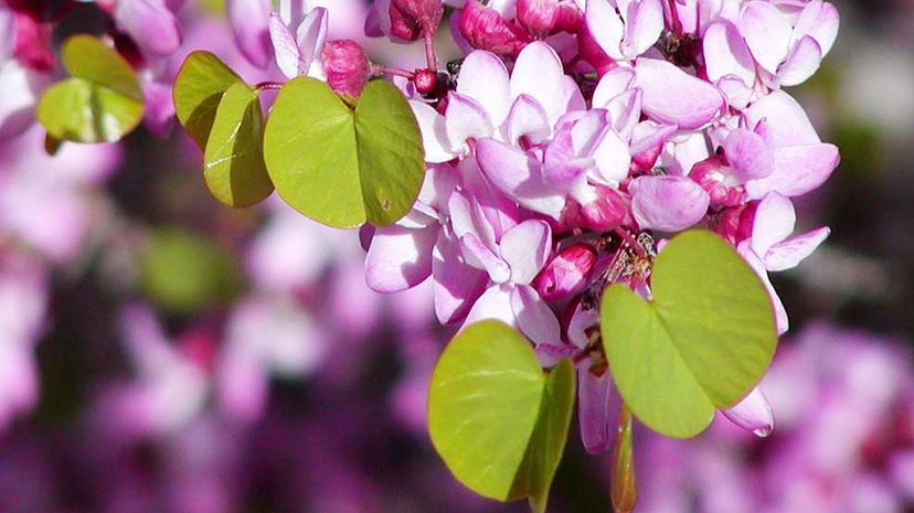 Western redbud