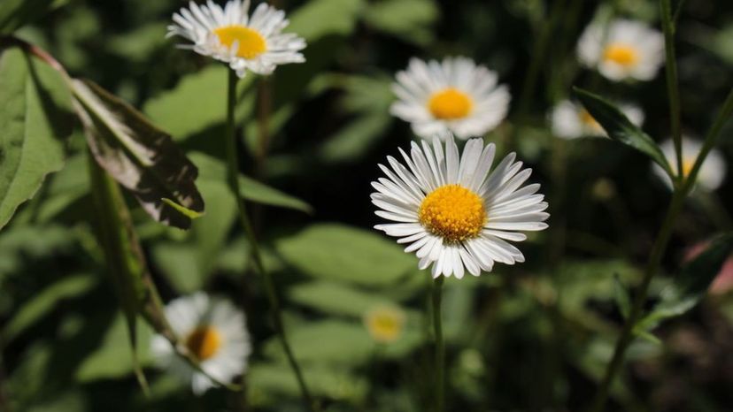 Fleabane