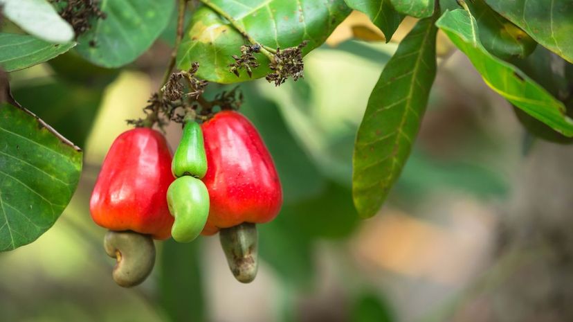 raw bell peppers