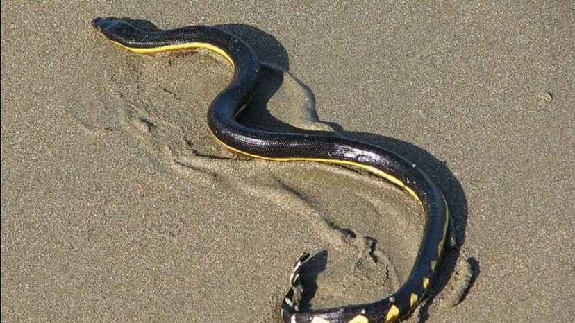 Yellowbelly Sea Snake
