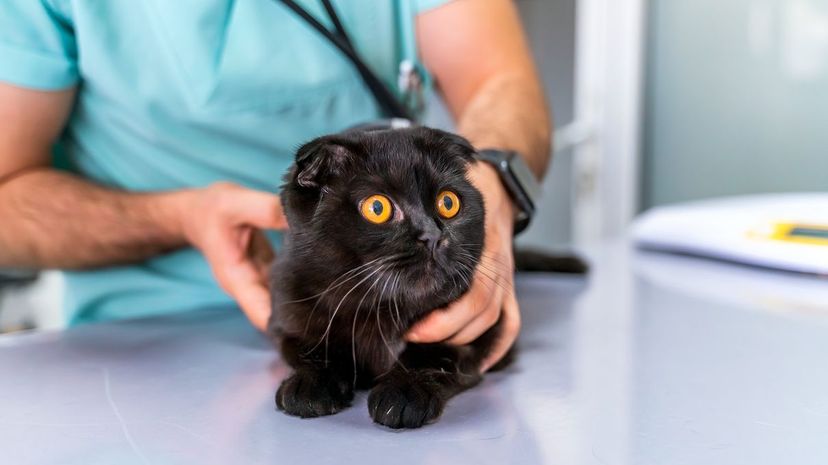 Cat at Vet