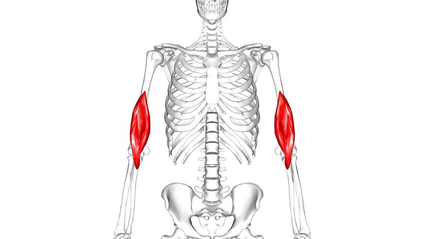 Brachialis