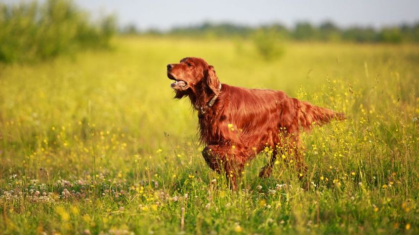 Irish Setter