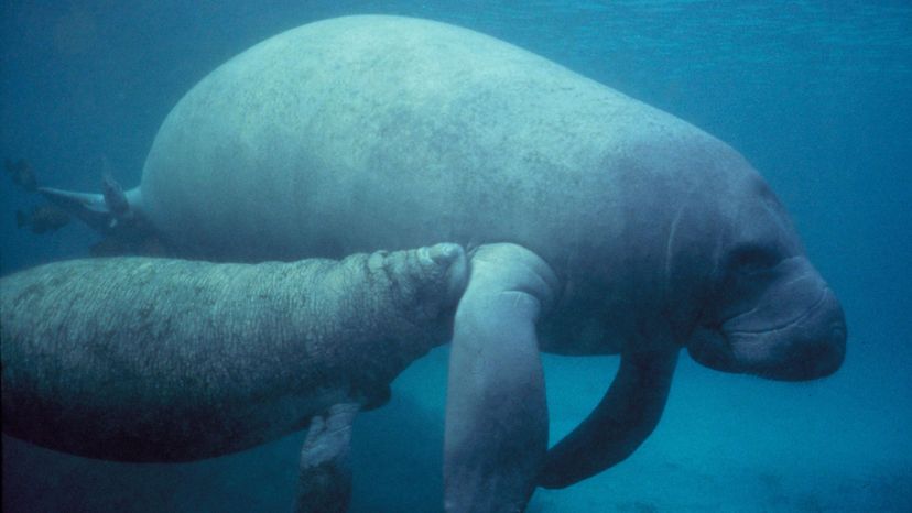 Manatee_with_calf.PD