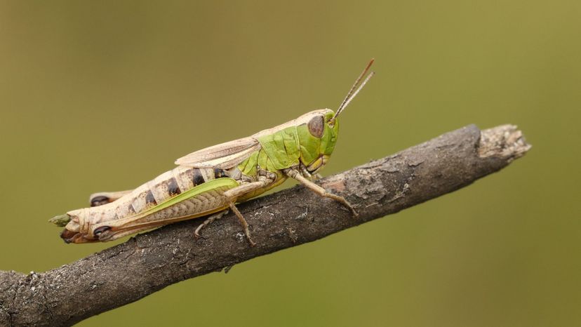 8 grasshopper GettyImages-1023889128