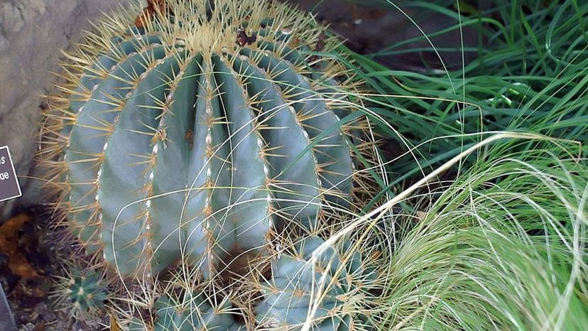 Blue Barrel Cactus