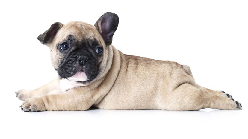 French Bulldog Puppy