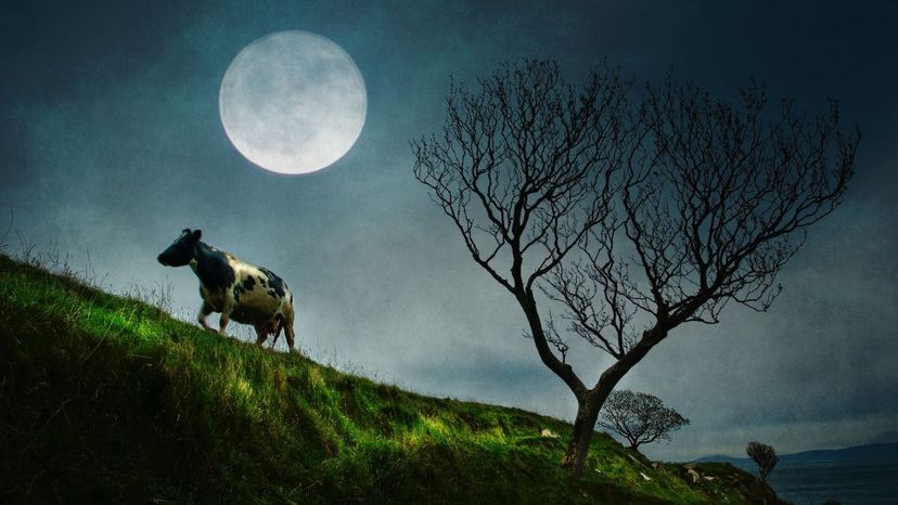 What Animal Do You Turn Into at the Full Moon?