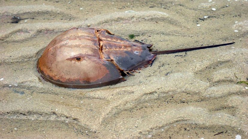 Horseshoe crab