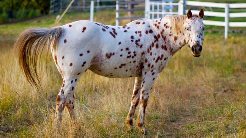 Appaloosa