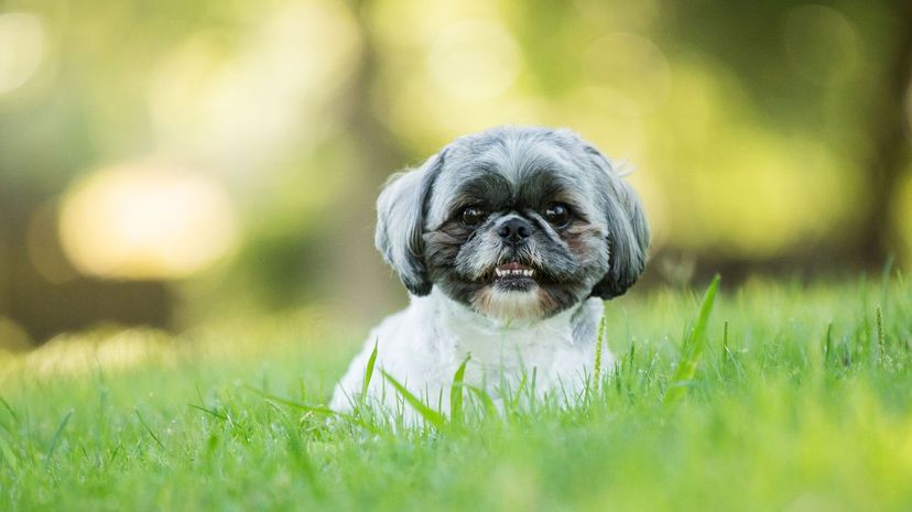 16 shih tzu