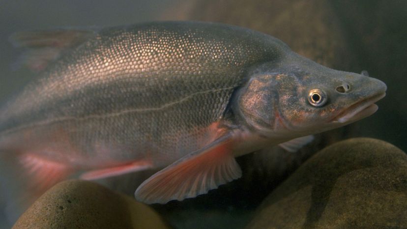 Humpback chub