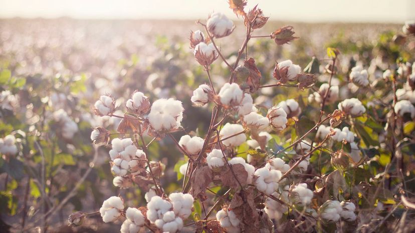 cotton plants