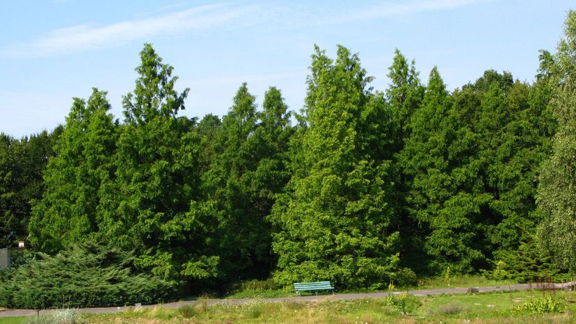 19 dawn redwood Metasequoia_glyptostroboides_group_PAN