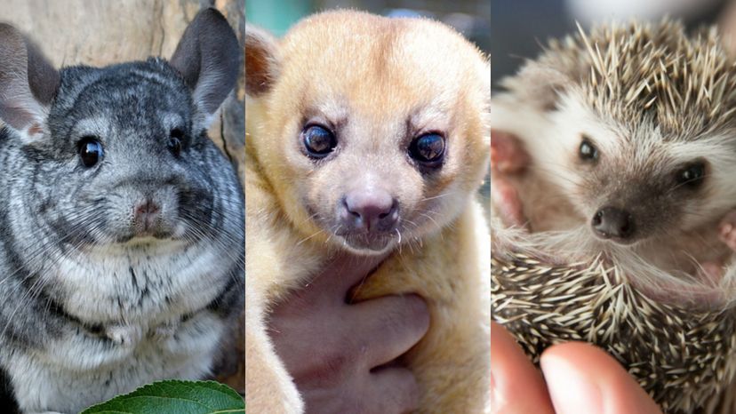 Which Exotic Pet Should You Adopt?