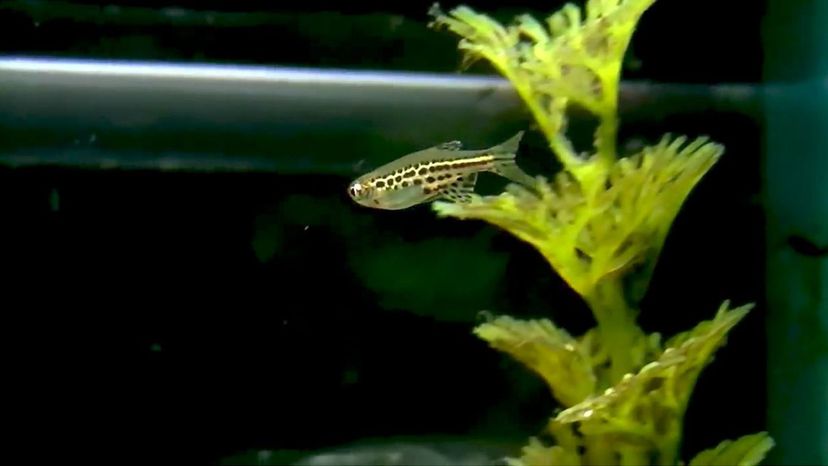 Dwarf Spotted Danio