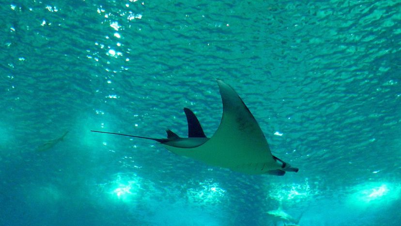 Atlantic Manta