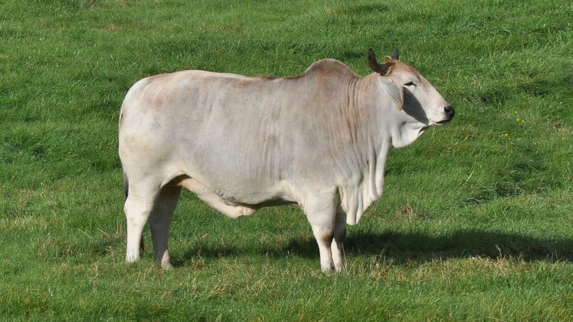 Zebu