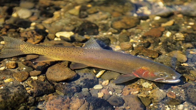 Cutthroat trout
