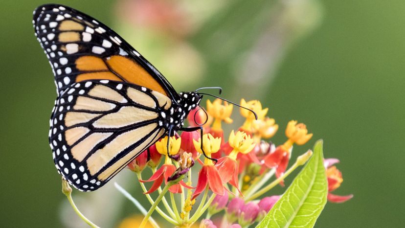 Monarch Butterfly