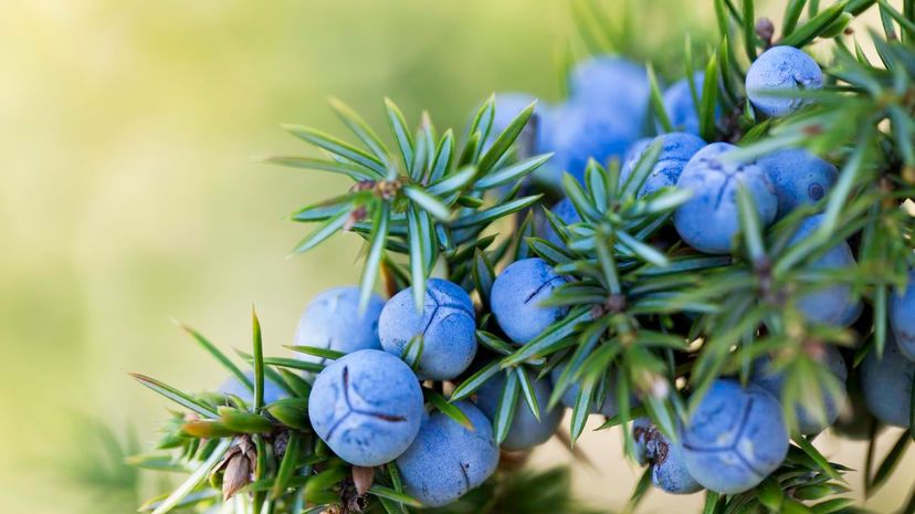 38 Juniper berries GettyImages-157635661