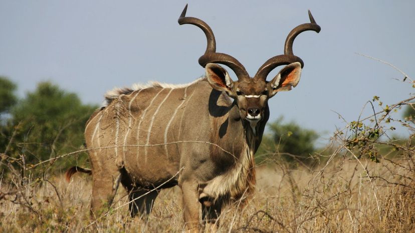 Kudu