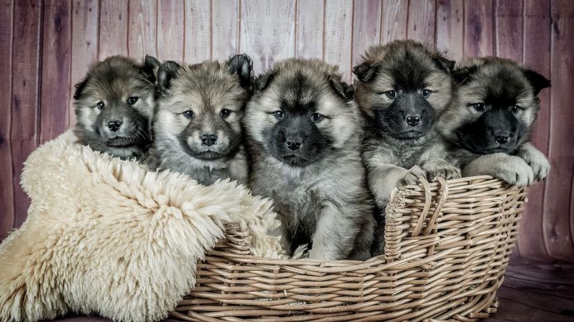5 puppies