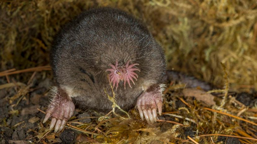 Star-nosed mole