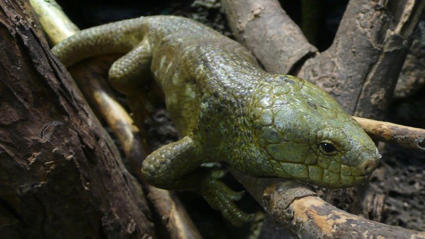 Solomon Island skink