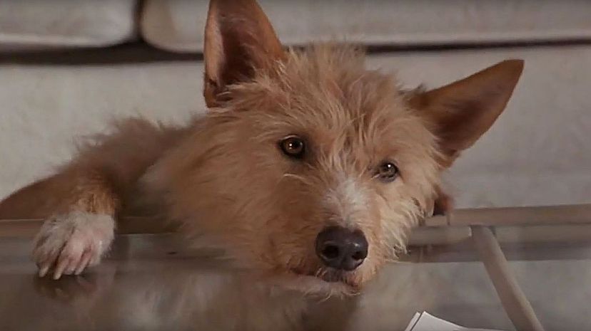 Question 30 - Zeus and Roxanne