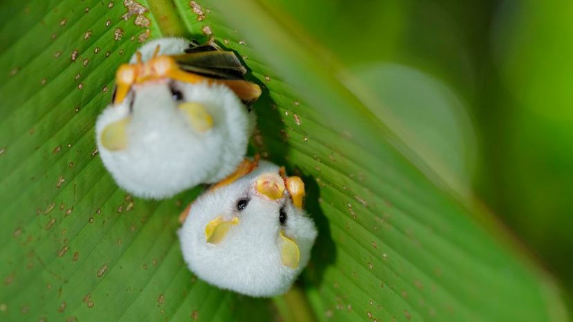 Honduran white bat