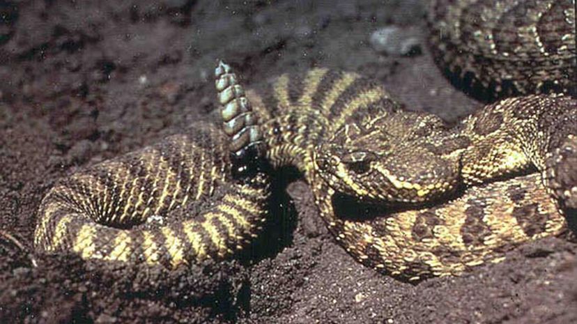 Sidewinder Snake