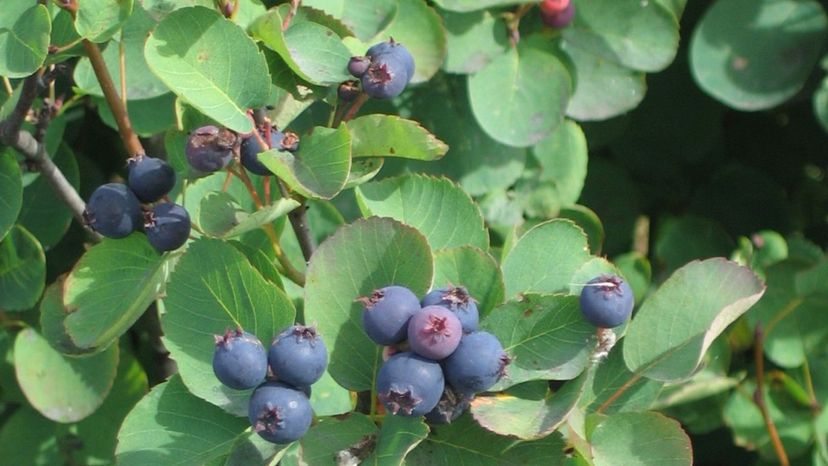 Juneberry