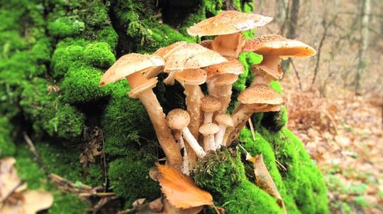 Can You Identify These Mushrooms From an Image?