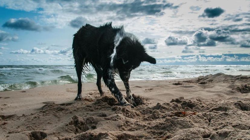 Dog at beach