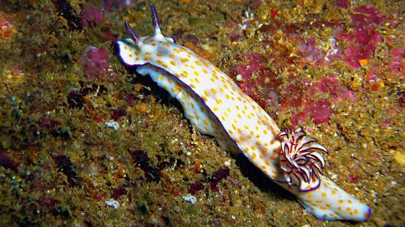 Sea slug