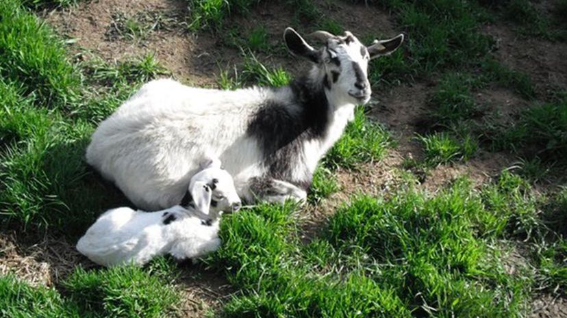 Kiko Goat
