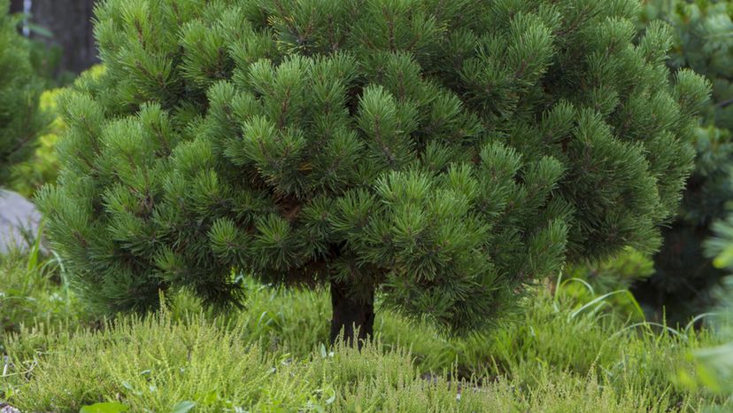 creeping pine