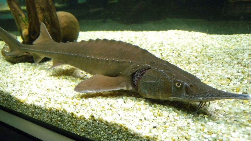 Sturgeon