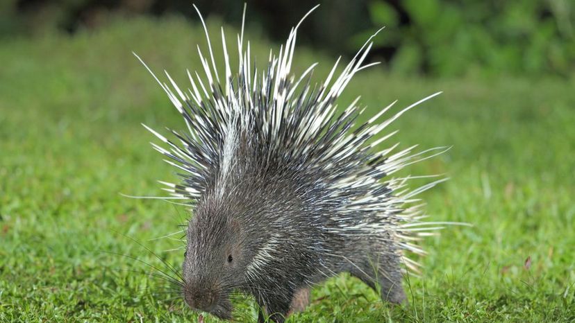 Porcupine