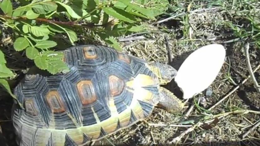 South African Bowsprit Tortoise