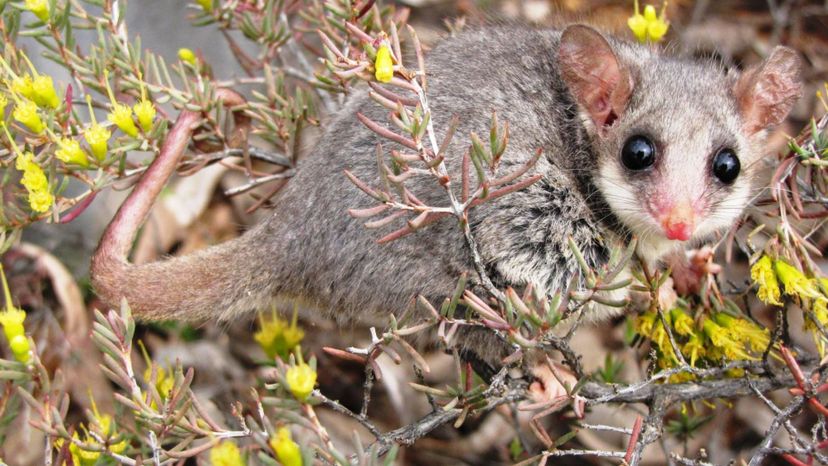 Pygmy Possum