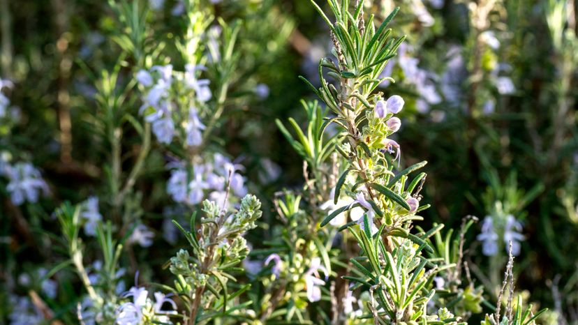Rosemary