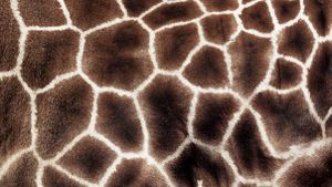 Can You Identify This Mammal From an Extreme Close-Up of Its Fur