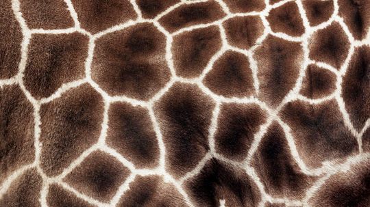 Can You Identify This Mammal From an Extreme Close-Up of Its Fur