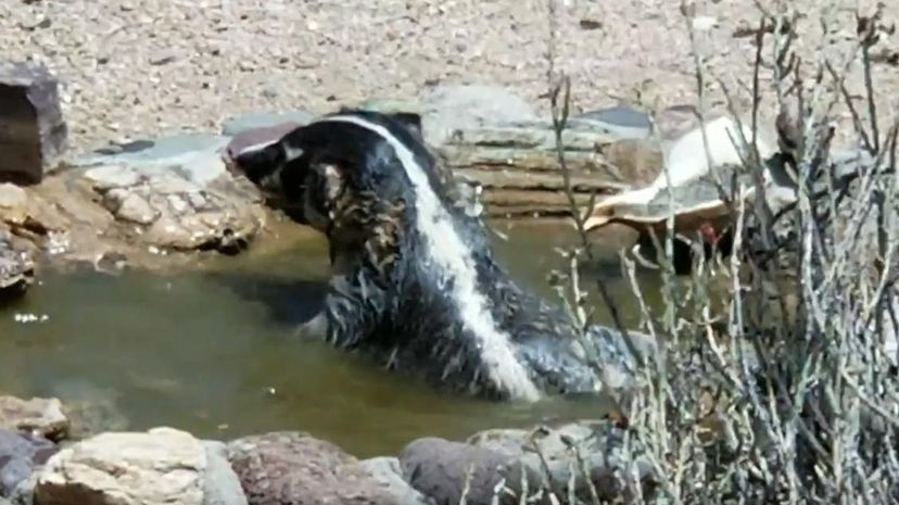 Badger swimming