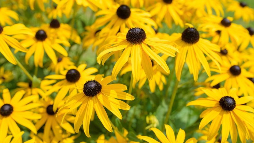 Black-eyed Susan