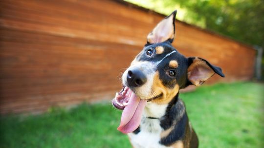 Best in Show: Can You Assign These Dogs to Their Breed Groups?