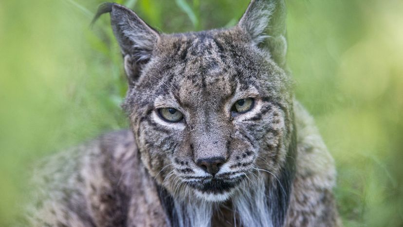 Iberian lynx