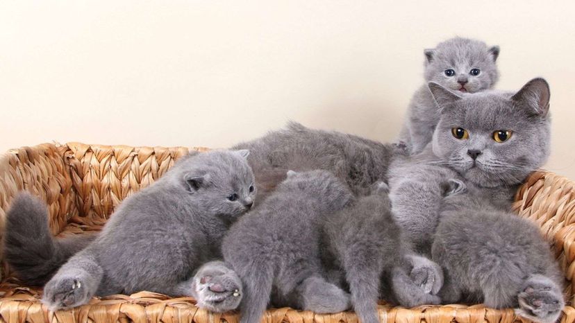 British Shorthair